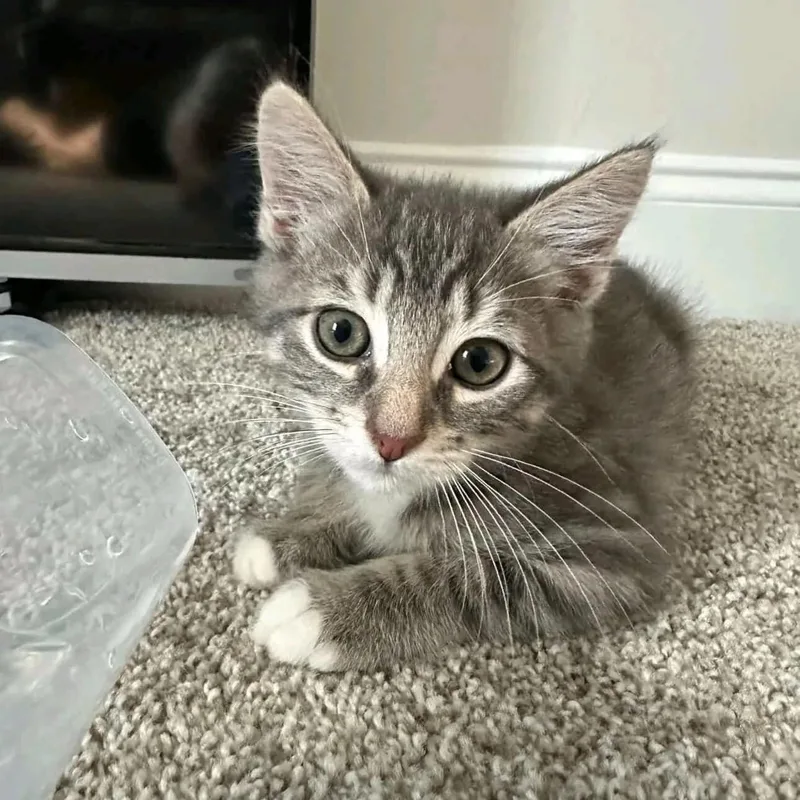 A young medium-sized male Gray & White Tabby cat named Hodor for adoption in Stanley, NC