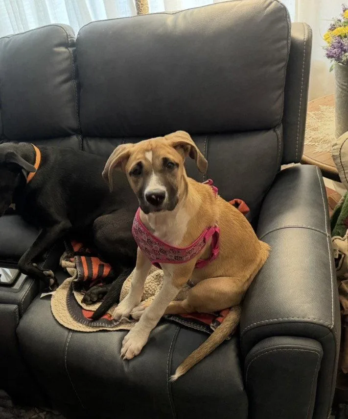 A baby large-sized female Shepherd dog named Jody for adoption in St. Louis, MO