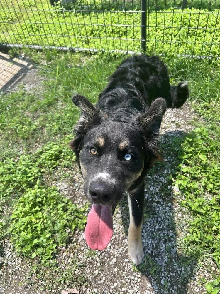 An adult large-sized male Mixed Breed dog named Harvey for adoption in Scott, LA