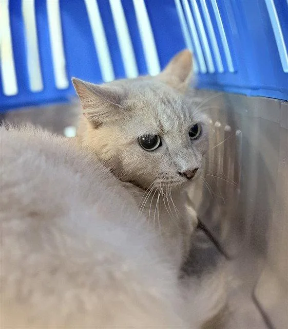 A senior medium-sized male Domestic Short Hair cat named Alfonso for adoption in Tavares, FL
