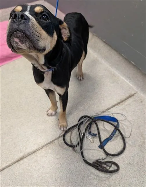 An adult medium-sized male Pit Bull Terrier dog named Bill for adoption in Tallahassee, FL