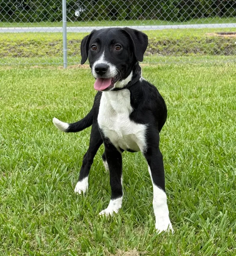 A baby medium-sized male Mixed Breed dog named Fitz for adoption in Kingsland, GA