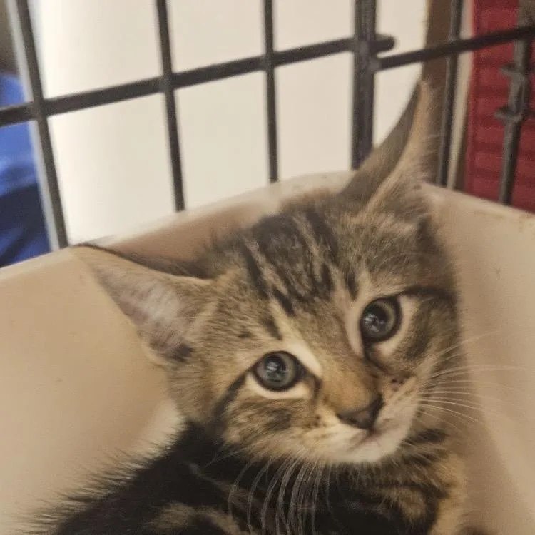 A baby small-sized male Brown / Chocolate Domestic Short Hair cat named Lightening Bug for adoption in Danbury, CT