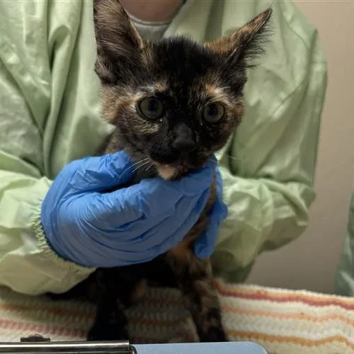 A baby small-sized female Domestic Short Hair cat named Time for adoption in Tempe, AZ