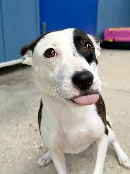 An adult small-sized female Mixed Breed dog named Lilith for adoption in New Orleans, LA