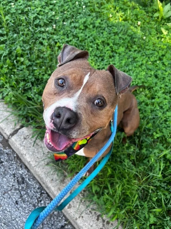 An adult medium-sized female Brown / Chocolate Mixed Breed dog named Courtney for adoption in Cincinnati, OH