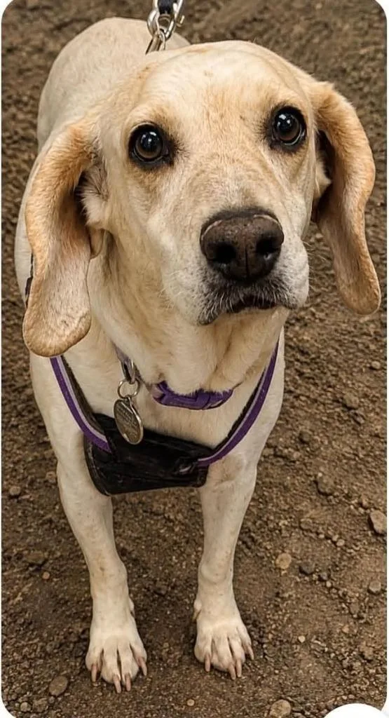 An adult medium-sized female Beagle dog named Pickles for adoption in Salt Lake City, UT