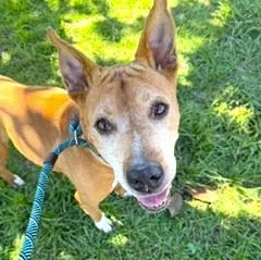 An adult medium-sized female Mixed Breed dog named Chloe for adoption in Jacksonville, FL