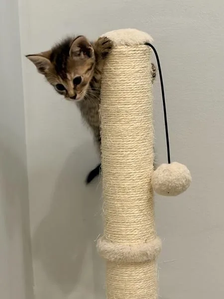 A baby small-sized female Domestic Short Hair cat named Charlotte for adoption in Austin, TX