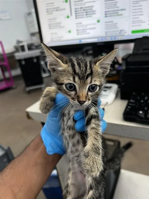 Oliver