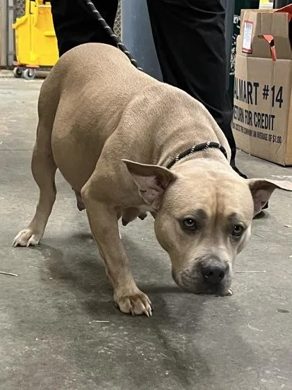 An adult medium-sized female Pit Bull Terrier dog named Mocha $ for adoption in Seneca, SC