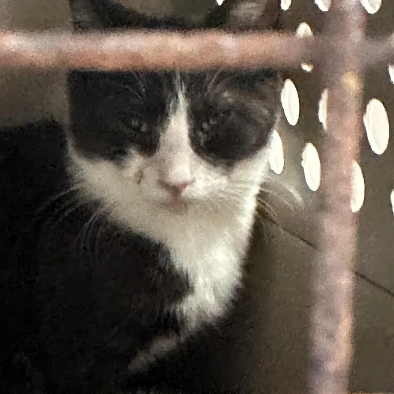 A baby small-sized male Domestic Short Hair cat named Mantis for adoption in Newark, NJ