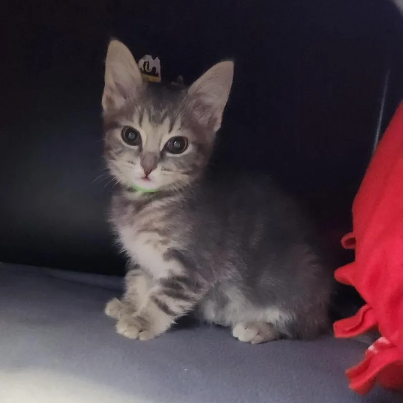 A baby small-sized male Gray / Blue / Silver Domestic Short Hair cat named Lil Smurf for adoption in Fort Wayne, IN