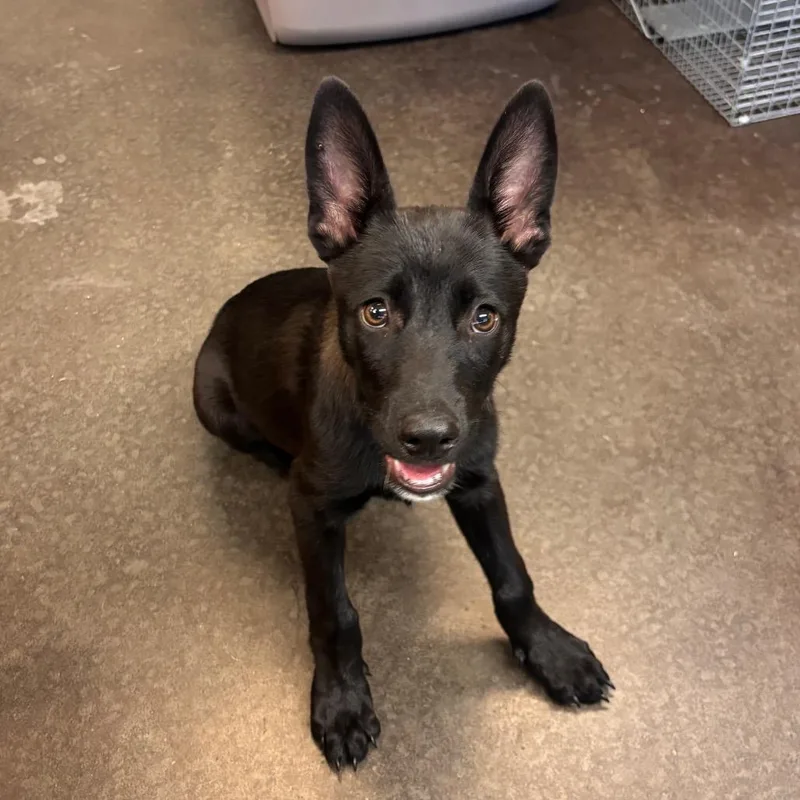 A baby medium-sized male Black Belgian Shepherd / Malinois dog named Biggie for adoption in Bend, OR