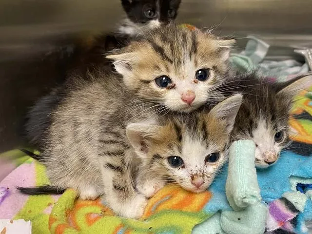 A baby small-sized female Domestic Short Hair cat named Sadie for adoption in Tustin, CA