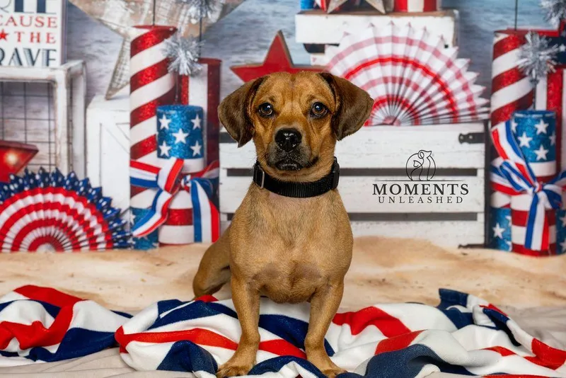An adult small-sized male Brown / Chocolate Dachshund dog named Chapo for adoption in Myakka City, FL