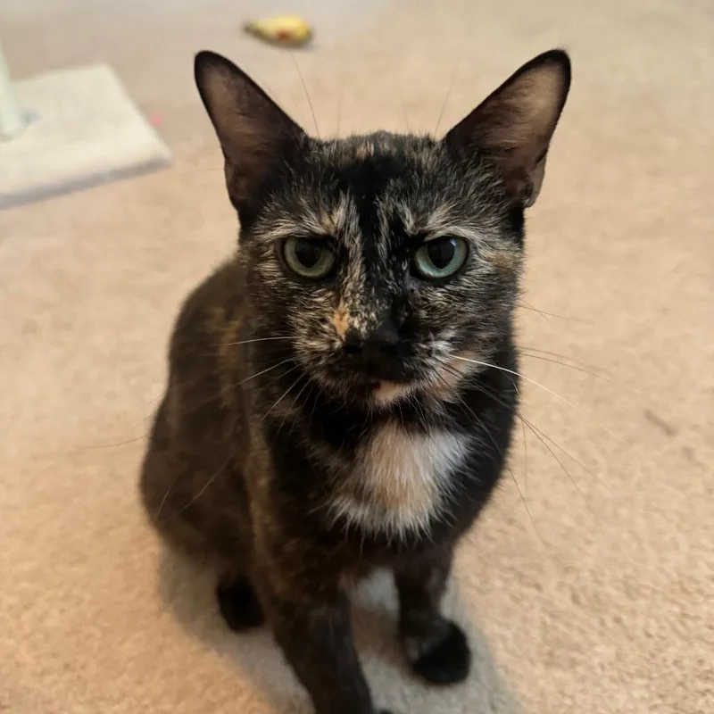 A young medium-sized female Black Domestic Short Hair cat named Mary for adoption in Belleville, IL