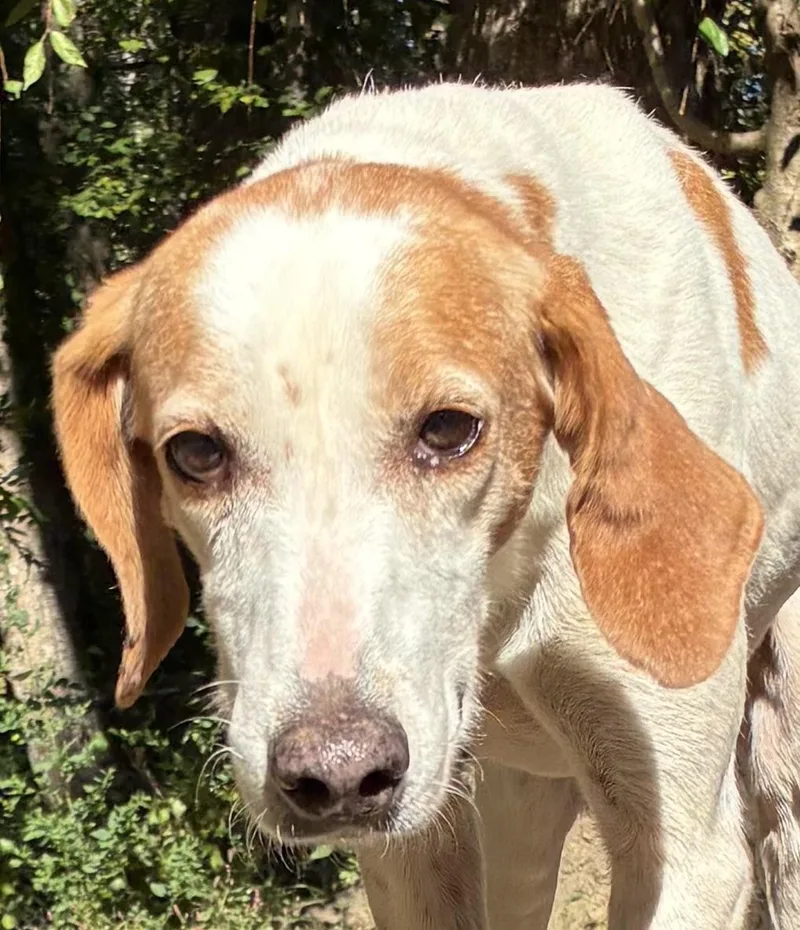A senior medium-sized female White / Cream American Foxhound dog named Nubbie for adoption in Heathsville, VA