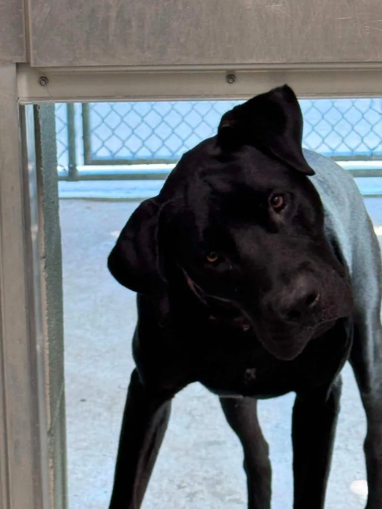 A young extra large-sized male Labrador Retriever dog named Flynn for adoption in East Ridge, TN