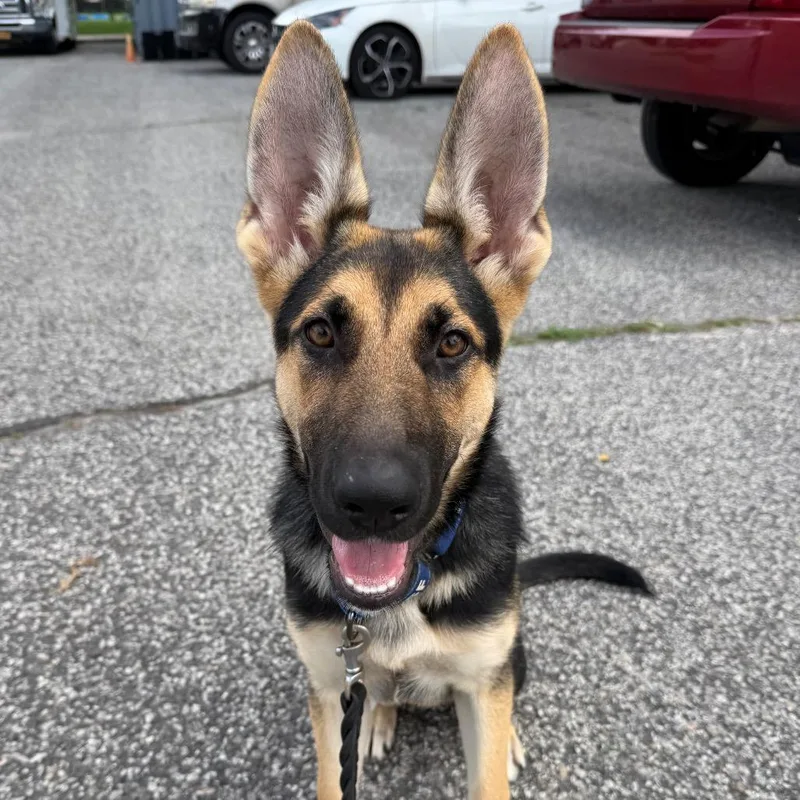 A baby medium-sized female German Shepherd Dog dog named Pasha for adoption in Hampton Bays, NY