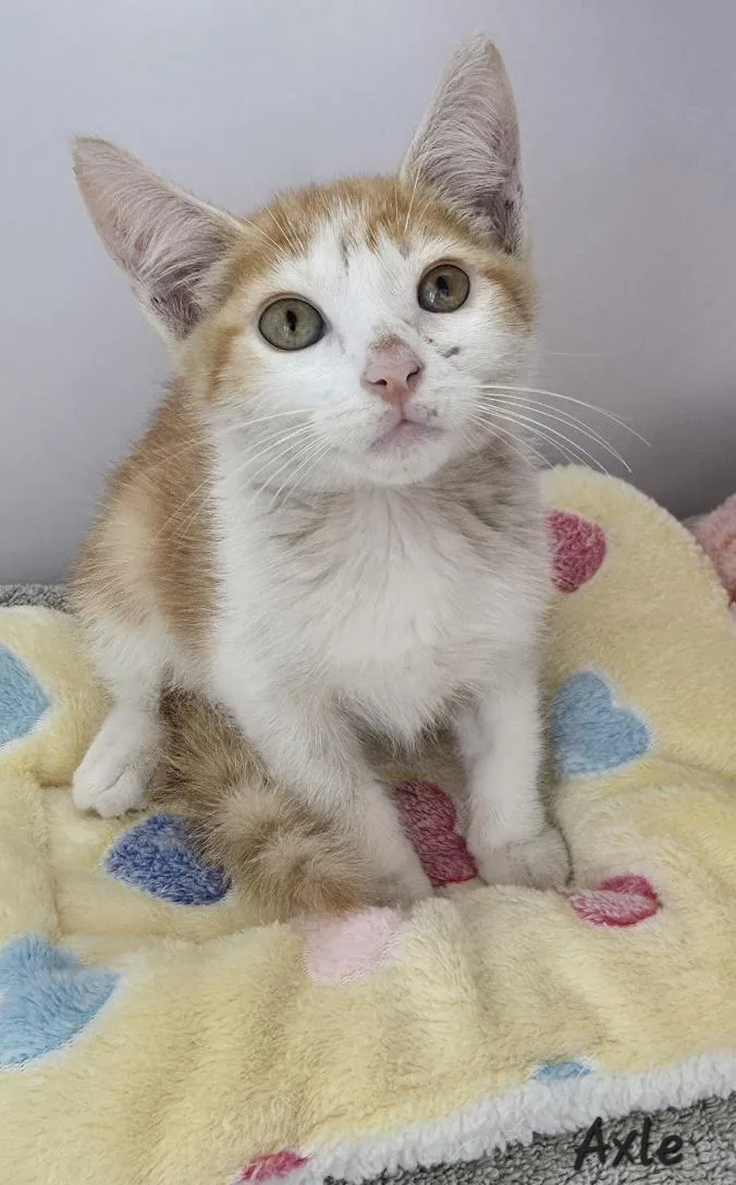 A young medium-sized male Domestic Short Hair cat named Axle for adoption in Key Largo, FL