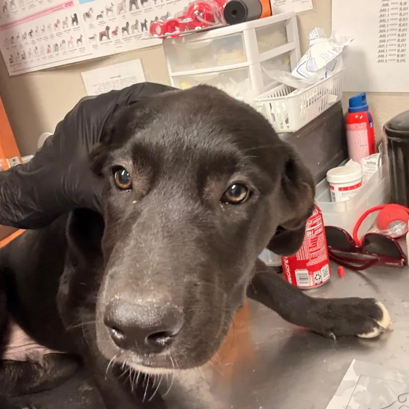 A baby small-sized male Cane Corso dog named Wolf Claw for adoption in Yuma, AZ