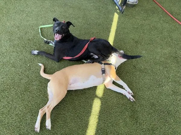 A young large-sized male Labrador Retriever dog named Fargo for adoption in San Diego, CA