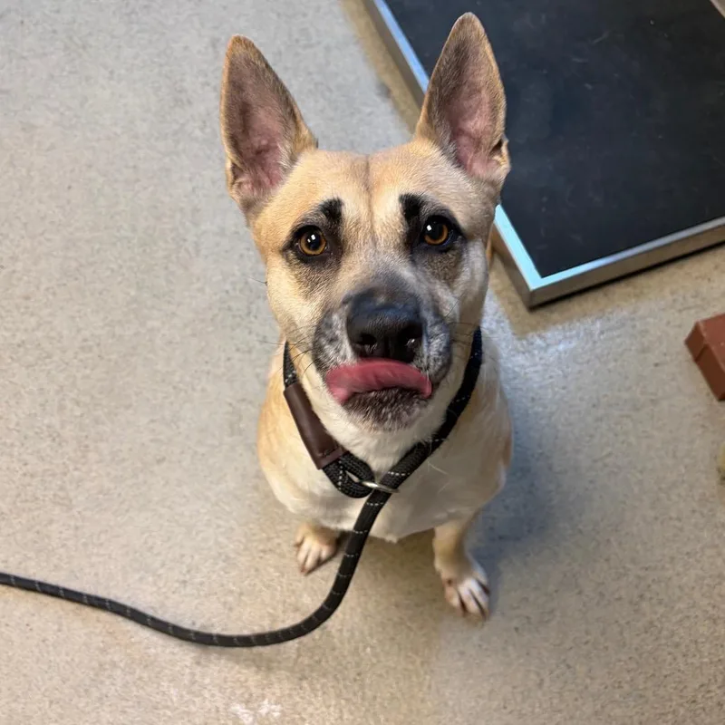 An adult medium-sized female Yellow / Tan / Blond / Fawn Mixed Breed dog named Denali for adoption in Fredericksburg, VA