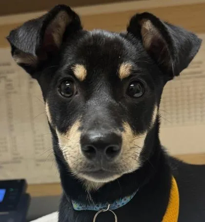 A baby small-sized male Mixed Breed dog named Tarzan for adoption in Honolulu, HI