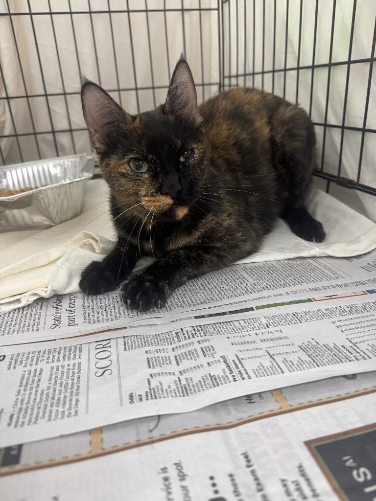 A young medium-sized female Domestic Short Hair cat named Sienna for adoption in Sorrento, LA