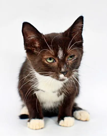 A baby small-sized female Domestic Short Hair cat named Lovebug for adoption in Morton Grove, IL