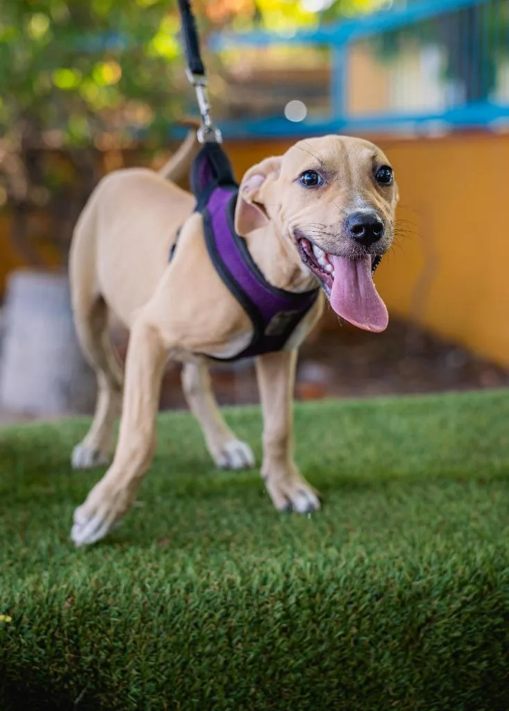 A baby medium-sized female Labrador Retriever dog named Louise for adoption in Anacortes, WA