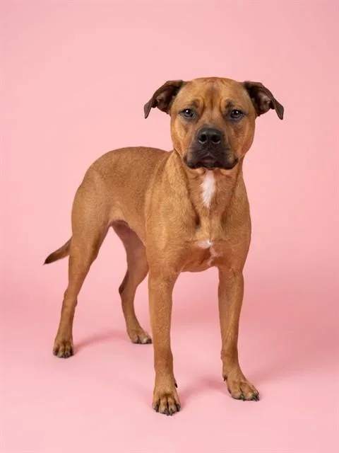 A young large-sized male Mixed Breed dog named Ivan for adoption in Jacksonville, FL