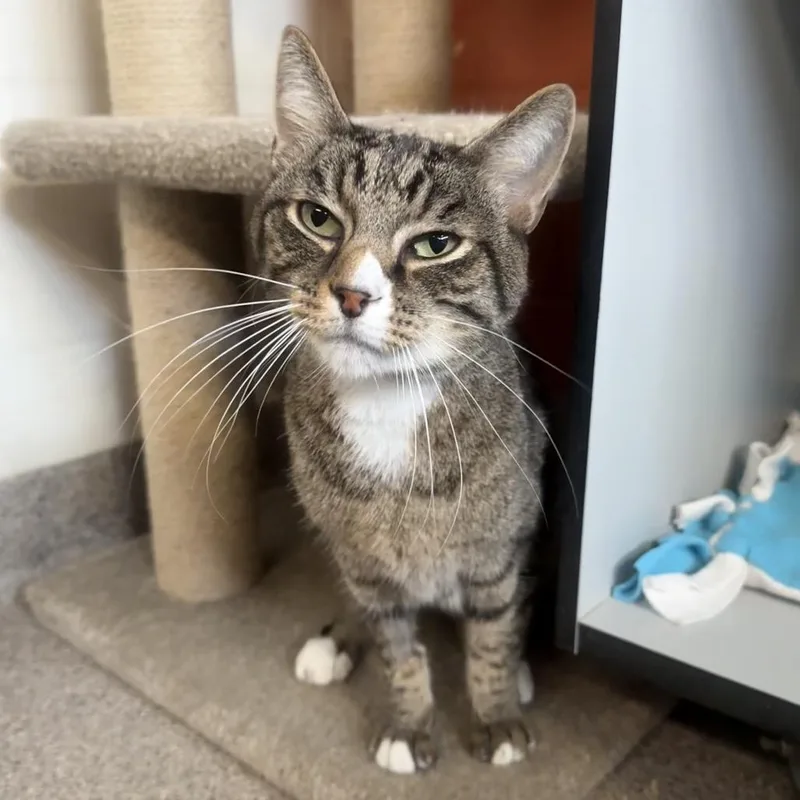 A senior medium-sized male Brown / Chocolate Domestic Short Hair cat named Kujo for adoption in Sarasota, FL