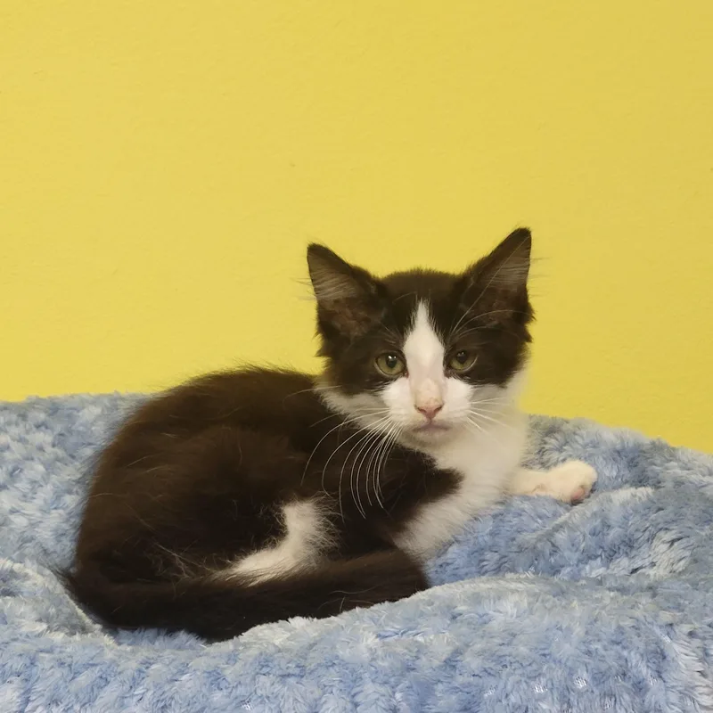 A baby medium-sized male Black & White / Tuxedo Domestic Short Hair cat named Fabio for adoption in Memphis, TN