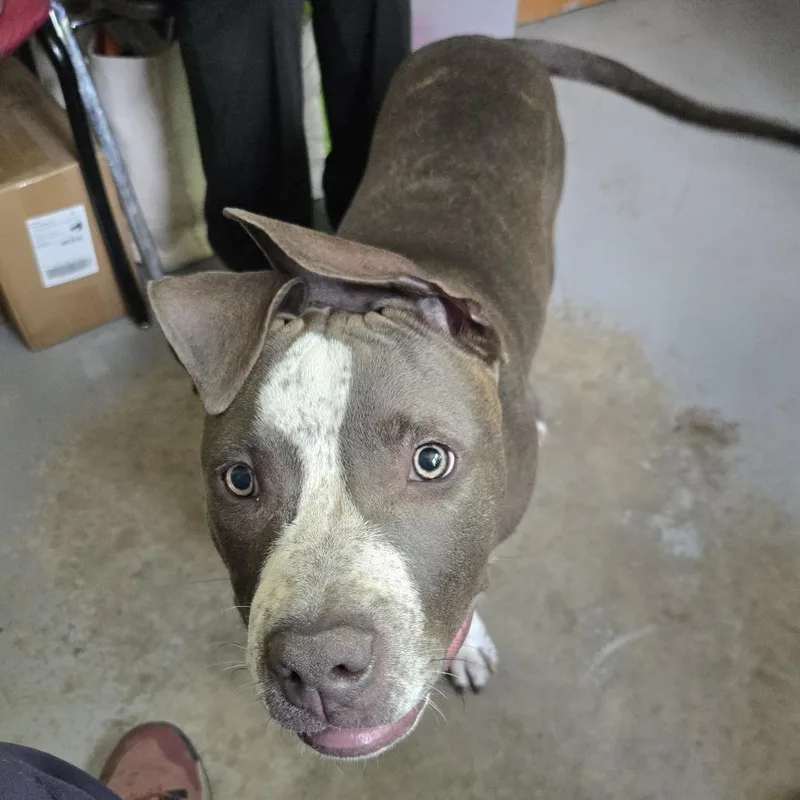 A baby medium-sized female Gray / Blue / Silver Pit Bull Terrier dog named Sunny Day for adoption in Austin, TX