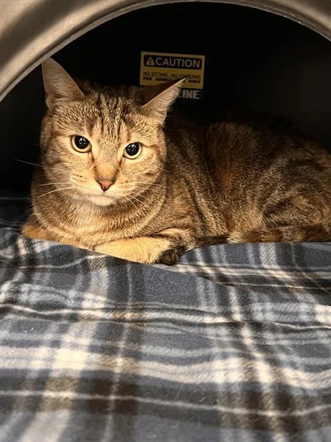 A young medium-sized female Domestic Short Hair cat named Carla for adoption in Dallas, TX