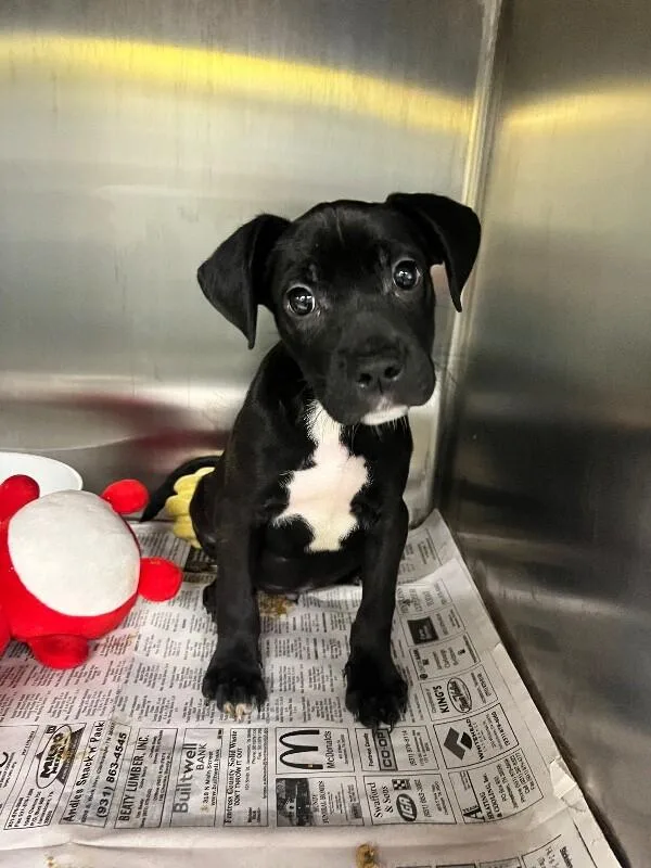 Geoffrey thumbnail 2