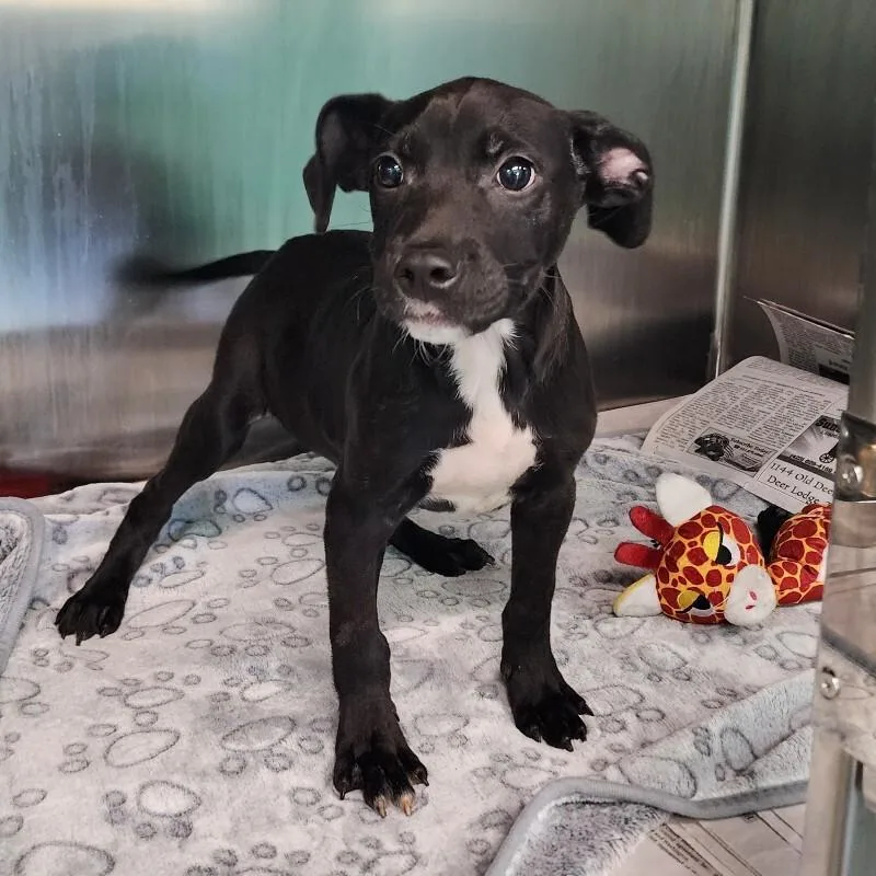 Geoffrey thumbnail 3