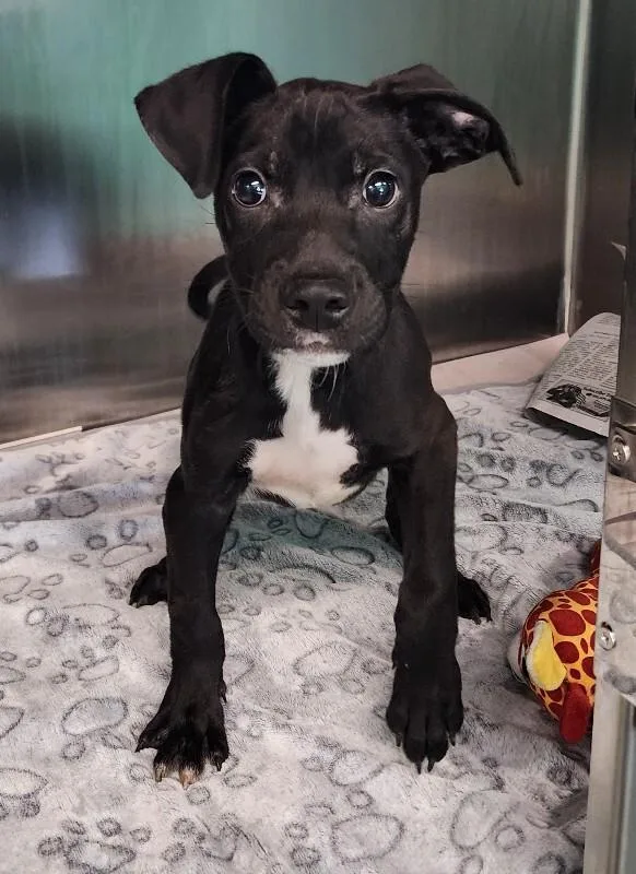 Geoffrey thumbnail 4