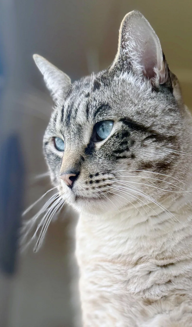 A young medium-sized male Siamese cat named Apple for adoption in Alameda, CA