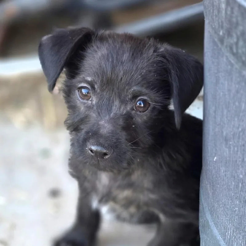 A baby small-sized male Terrier dog named Billy for adoption in Penryn, CA