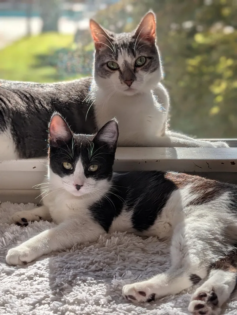 A young small-sized female Black & White / Tuxedo Domestic Short Hair cat named Zima for adoption in Monrovia, CA