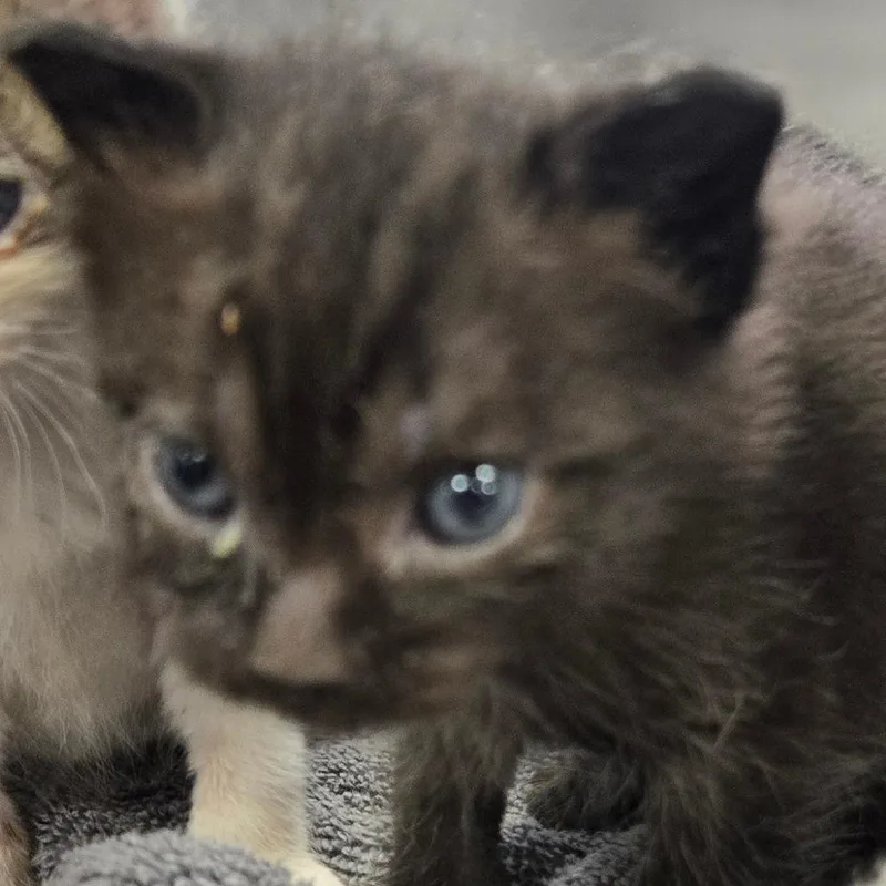 A baby small-sized female Black Domestic Short Hair cat named Luna for adoption in Newark, NJ