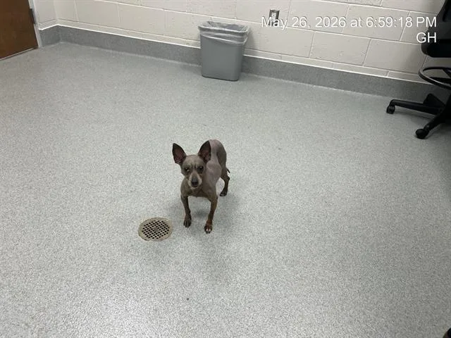 A senior small-sized female Chihuahua dog named Storm for adoption in Ocala, FL