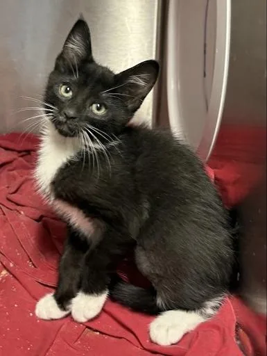 A baby small-sized male Domestic Short Hair cat named Prosciutto for adoption in West Chester, PA