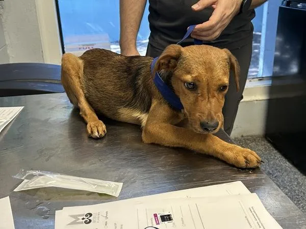 A baby small-sized female Labrador Retriever dog named Simone for adoption in Mobile, AL