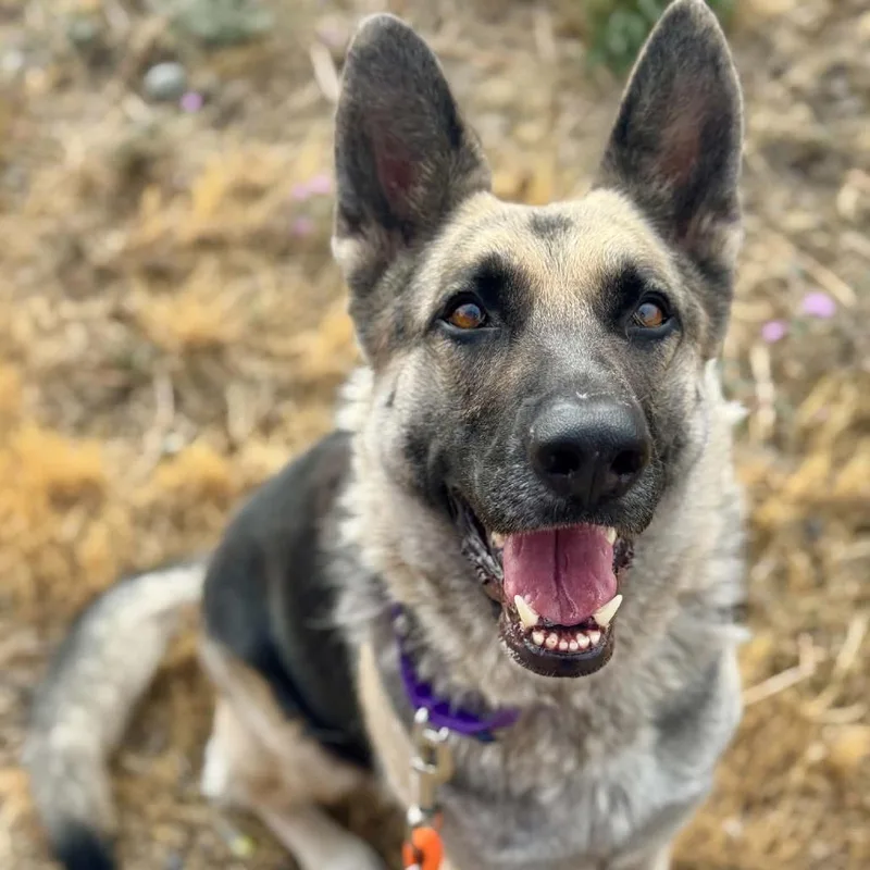 An adult large-sized female Black German Shepherd Dog dog named Princessa for adoption in Tacoma, WA