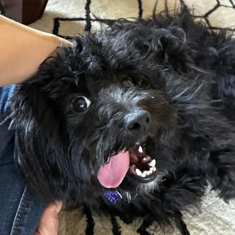 A young small-sized female Shih Tzu dog named Dana Elaine for adoption in San Francisco, CA
