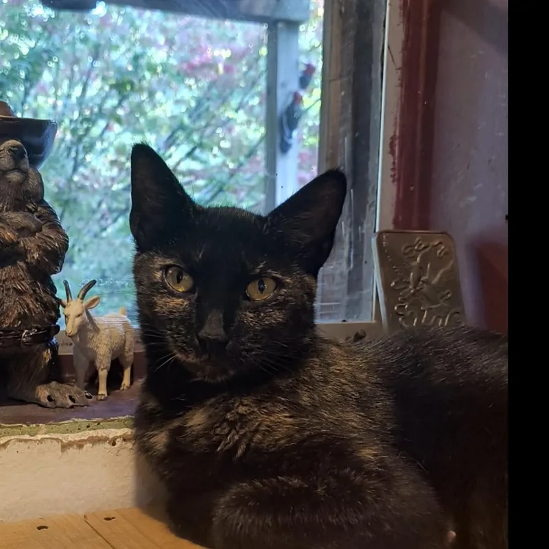 An adult medium-sized female Tortoiseshell Domestic Short Hair cat named Bacon for adoption in Huntington, WV